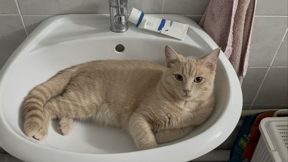 Отдам кота кастрированный