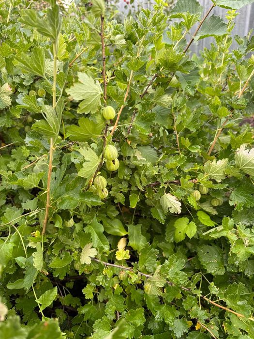 Дача СО " Геолог"