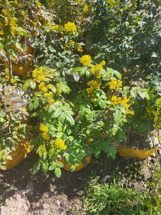 Хар хил турдаги декоратив кучатлар