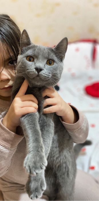 Skotish strayt 7 oylik