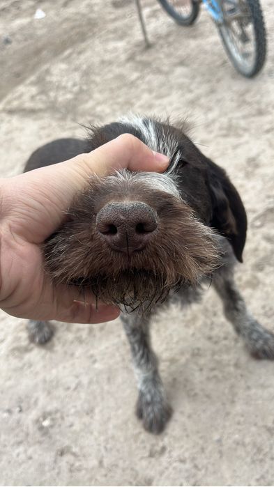 Дратхаар щенок продается 4 месяца