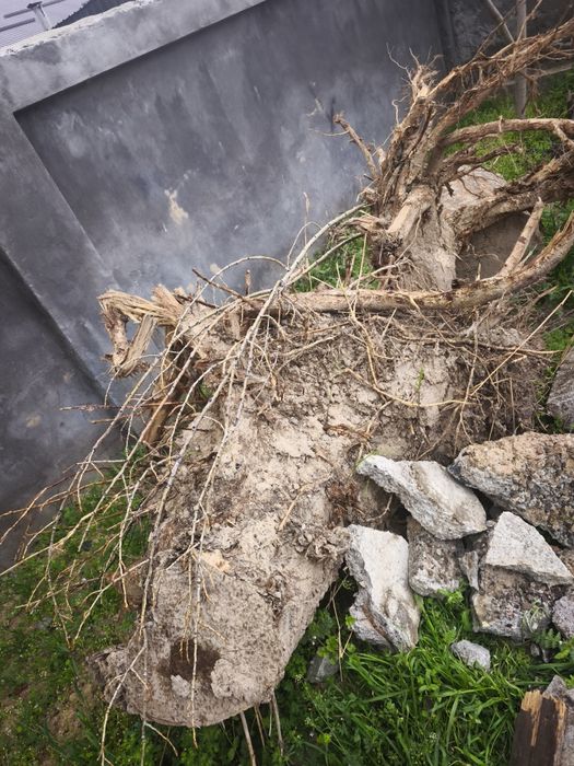 O'tin Otin Отин tekin faqat hammasini olish kerak