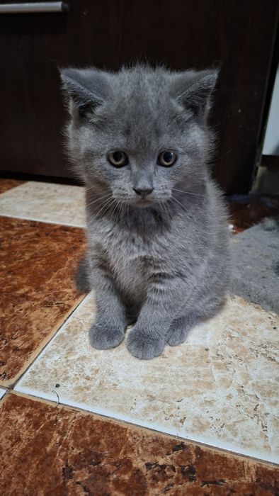 Страхотен британец