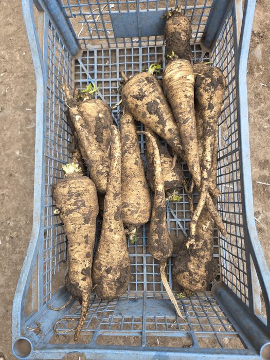 Vand Radacinoase cu pământ !