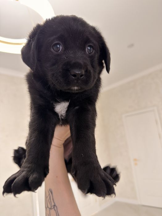 Отдам в добрые хорошие руки щенков