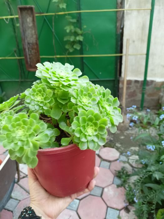 Домашние цветы из дома