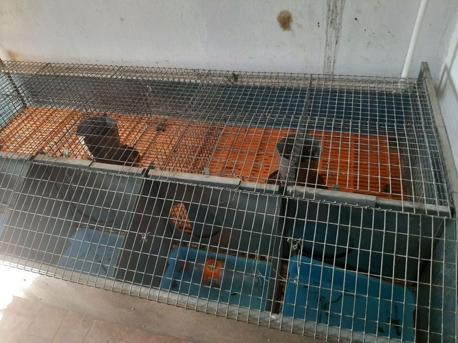 Quyon kletka + raddommi ichida