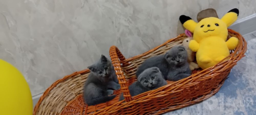Мушуклар сотилади