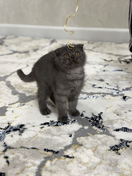 Скоттиш Фолд     .