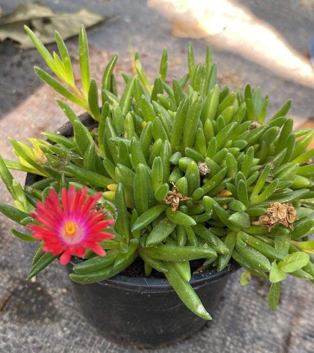 Делосперма 3 цвята