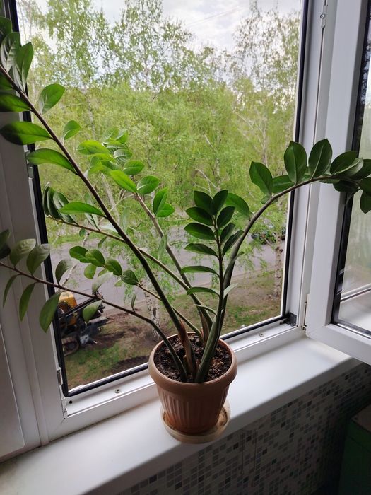 Продам цветы Шефлеру, Замиакулькас.