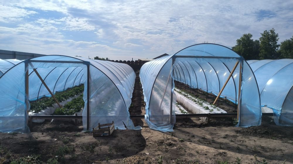 Продается ЛПХ с базой и теплицами.