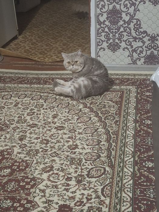 Британские чистокровные