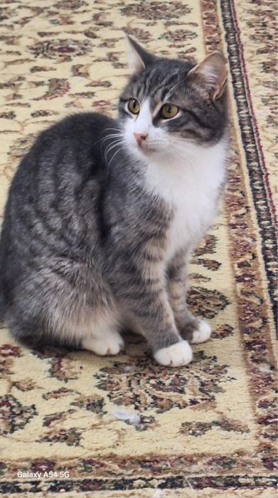 кошки в добрые руки