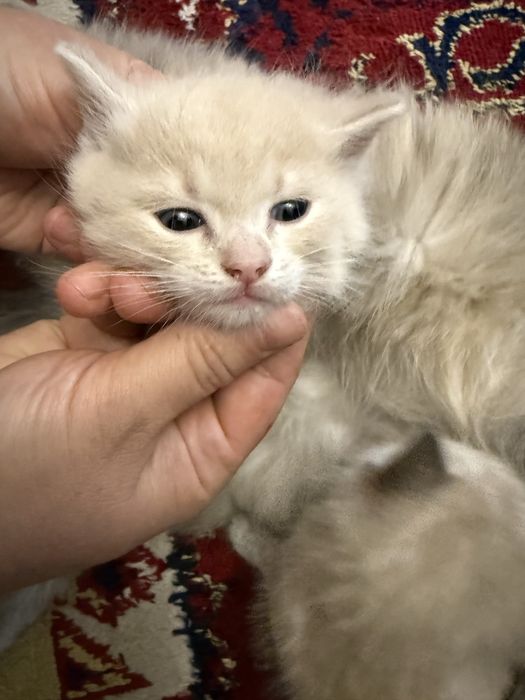 Котята крысоловы