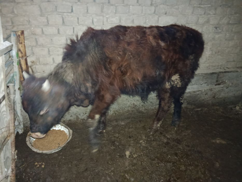 Бордақыланған өгізшелер бар