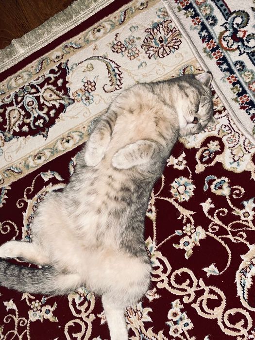 Кошка Шотландский вислоухий