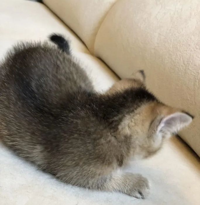 Котята шиншиллы Алматы