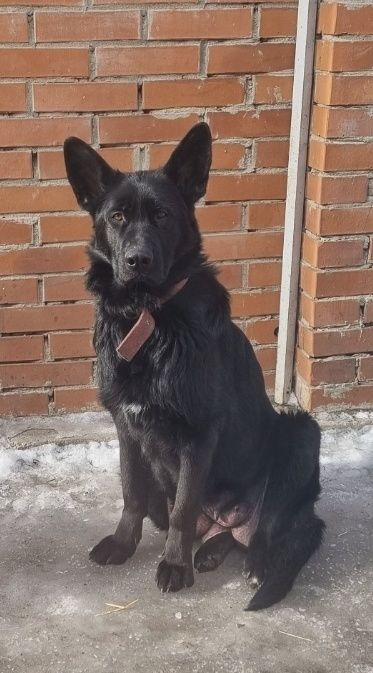 Щенки немецкой овчарки.