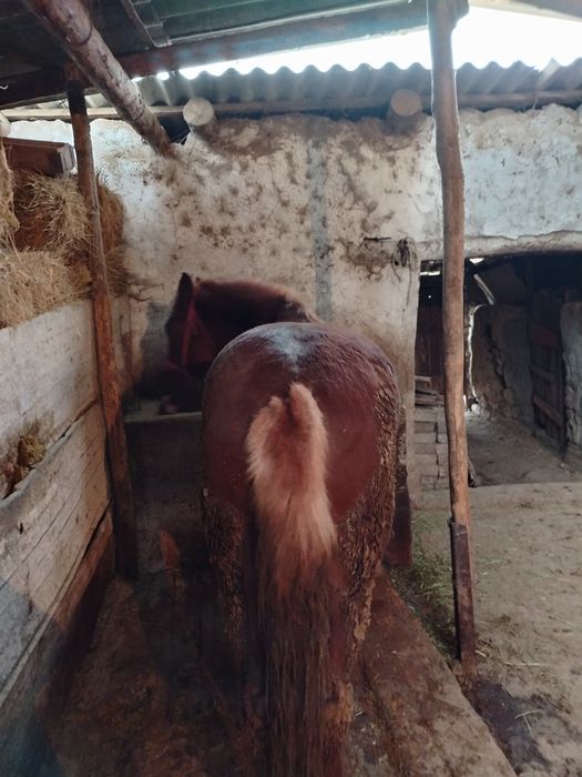 4 жасар жылқы сатылады. 780 мың