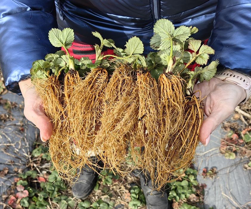 Разсад ягоди сорт Клери