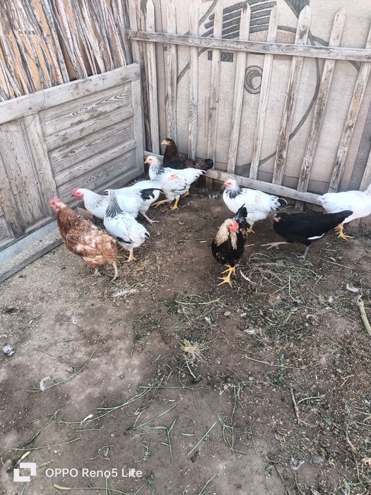 Продам трёх месячных цыплят