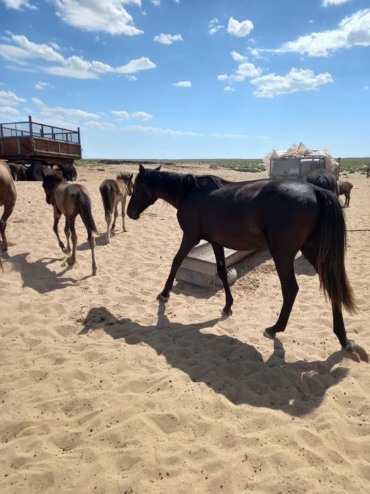 Семіз ТАЙ сатылады