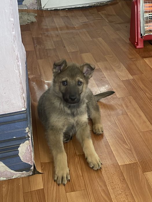 Отдам в добрые руки щенков