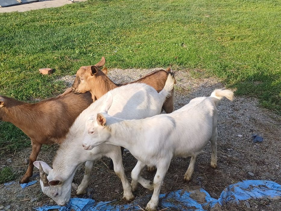 Iezi de vanzare pt sacrificat sau prasila