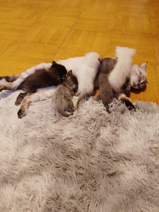 Отдам котят породистых