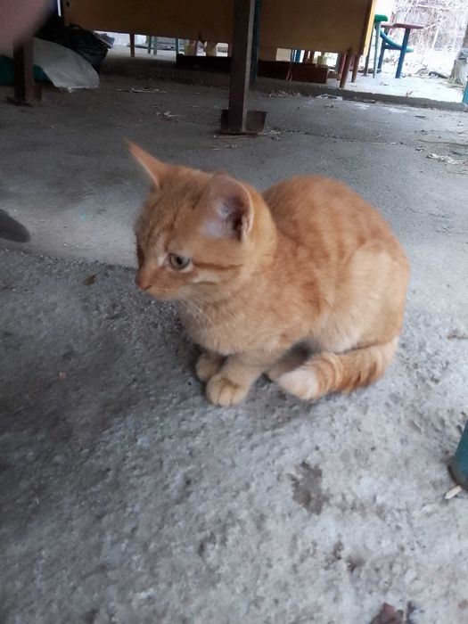 Отдадим в добрые руки котенка