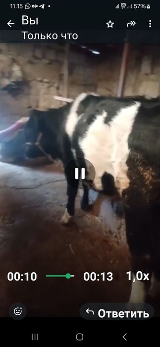 Семыз бука сатылады