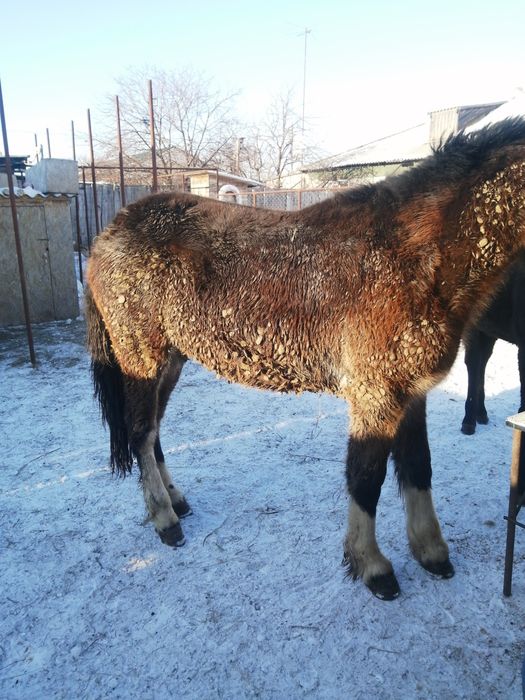 Продам кобылу полутяж 2.8года,