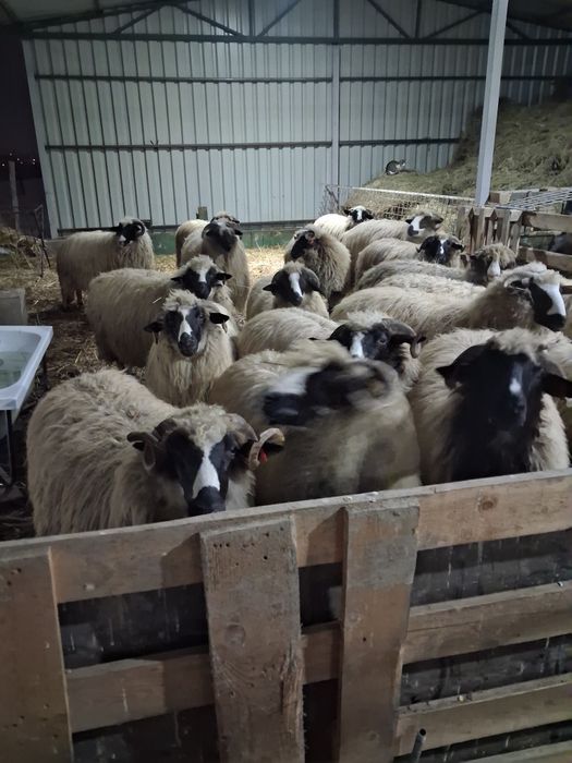 Oi breze de petrosani!!