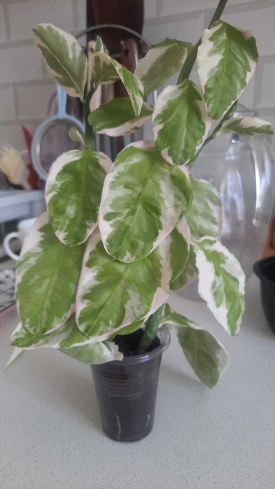 Педилантус 2 роста