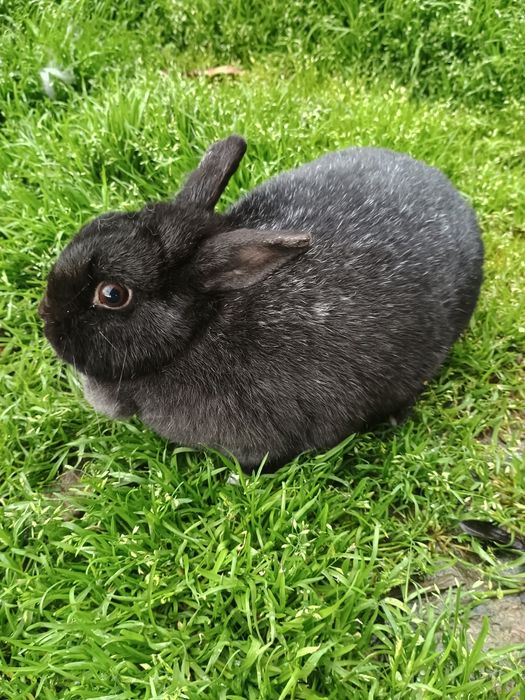 Iepuri pitic  Olandez