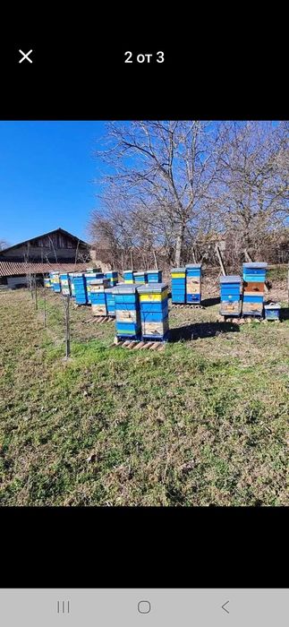 Натурален пчелен мед