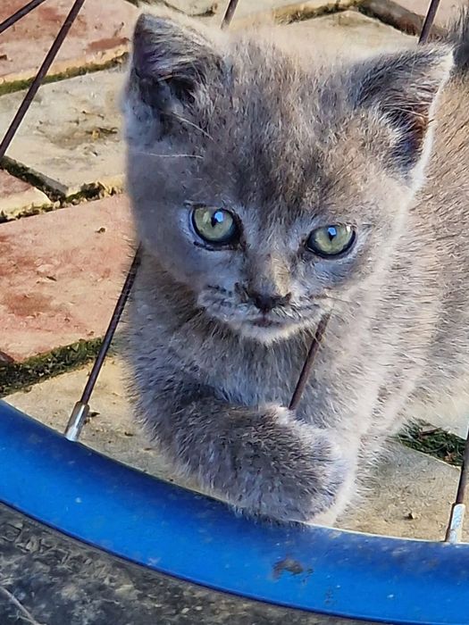 British shorthair