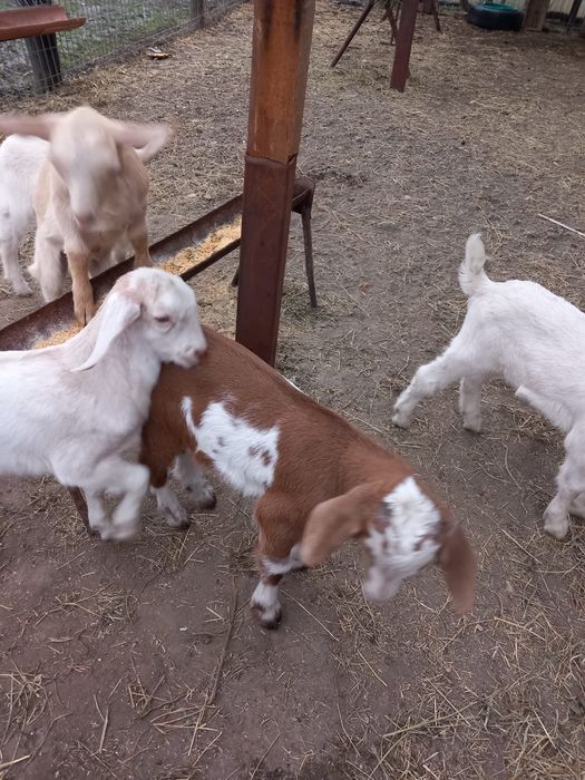 Iezi sannen și anglonubieni