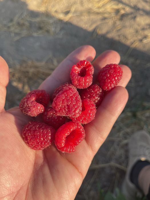 малина кучатлари бор ДЕЛНИВА НАВИ полшадан