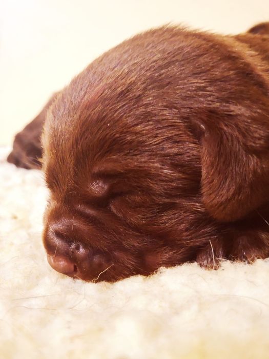 Pui Labrador Retriever cu pedigree tip A