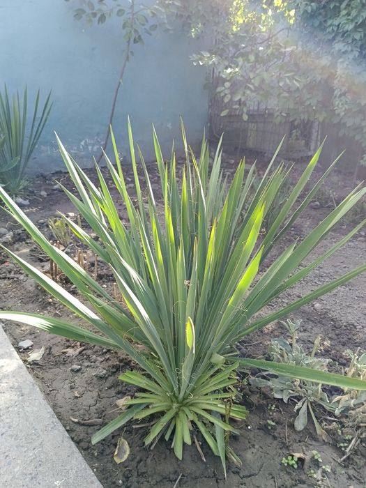 Продаются цветы Юки.