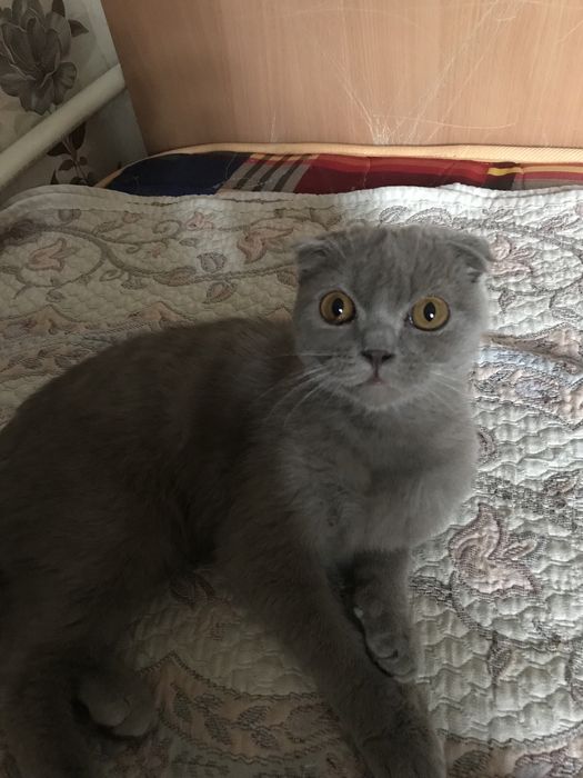Отдам в добрые руки
