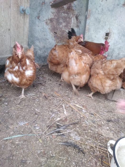 Куры (Ломанбраун)