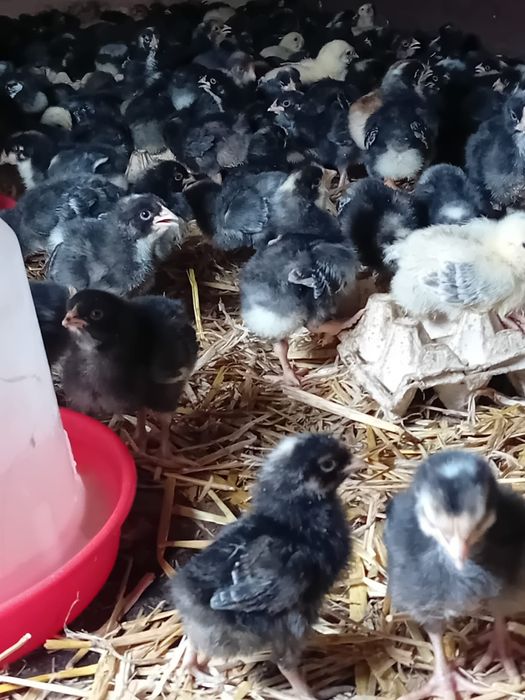 Vând puii la 7 zile