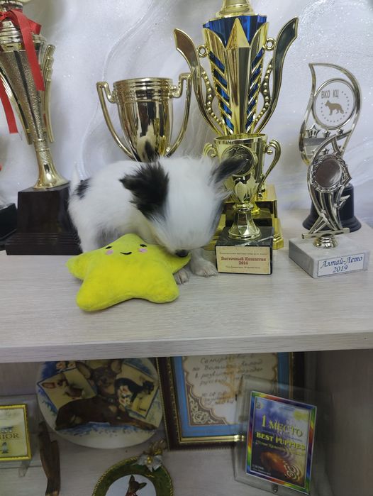 Продаётся щенок чихуахуа мальчик