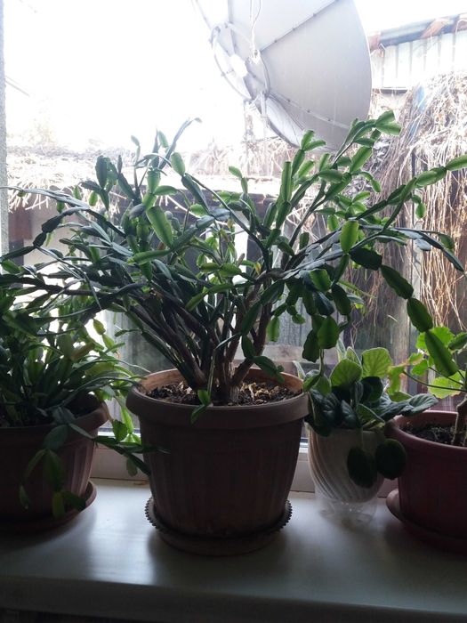 Продам комнатные цветы