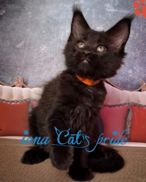 Котята мейнкун черный дым