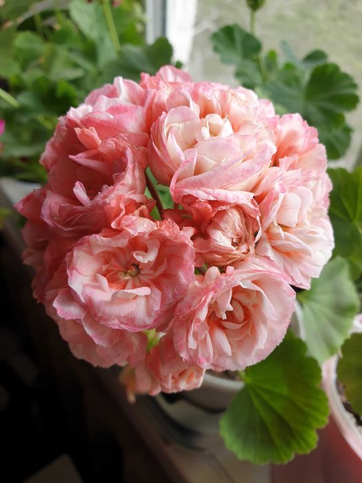 Пеларгония сортовая