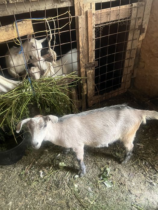 Iezi de vanzare fatati in februarie 2025